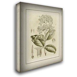 ArtDirect Curtis 20x24 Gallery Wrapped Canvas Museum Art Titled: Small Tinted Botanical III