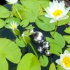 LAINIKE 6 palline decorative galleggianti in acciaio inox, per laghetto,