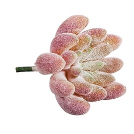 Rayher Echeveria 55752000 Mini Succulent 4 x 2.5 cm