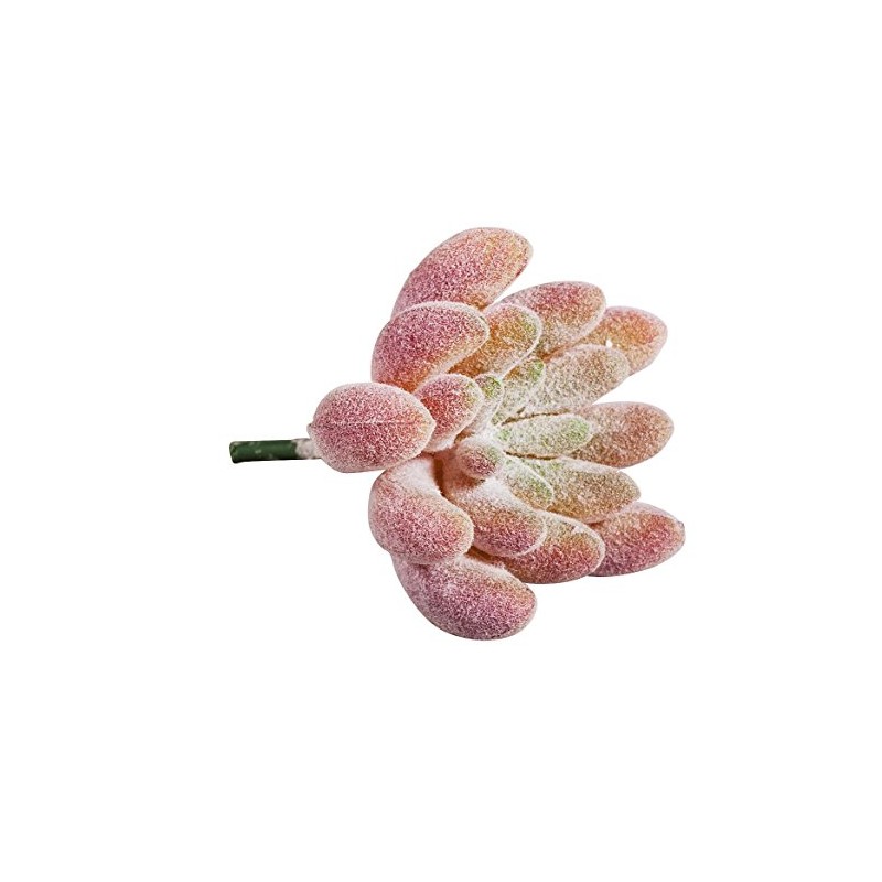 Rayher Echeveria 55752000 Mini Succulent 4 x 2.5 cm