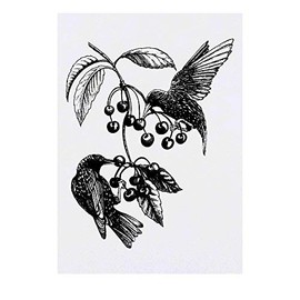 Azeeda 'Stare & Wildkirschen' Temporäres Tattoo - Hautfreundlicher & Ungiftiger Abziehbild · Wasserfest (TO00036670)