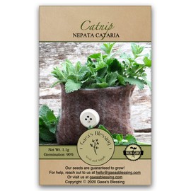 Gaea's Blessing Seeds - Catnip Seeds - Non-GMO Heirloom Seeds Nepata Cataria Open-Pollinated - with Easy to Follow Instructions - 90% Germination Rate Net Wt. 1.1g (Single Pack)