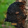 Cupplement - Chaga Capsules 60 Pieces - Organic - 500