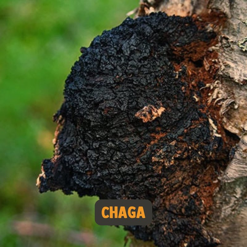 Cupplement - Chaga Capsules 60 Pieces - Organic - 500