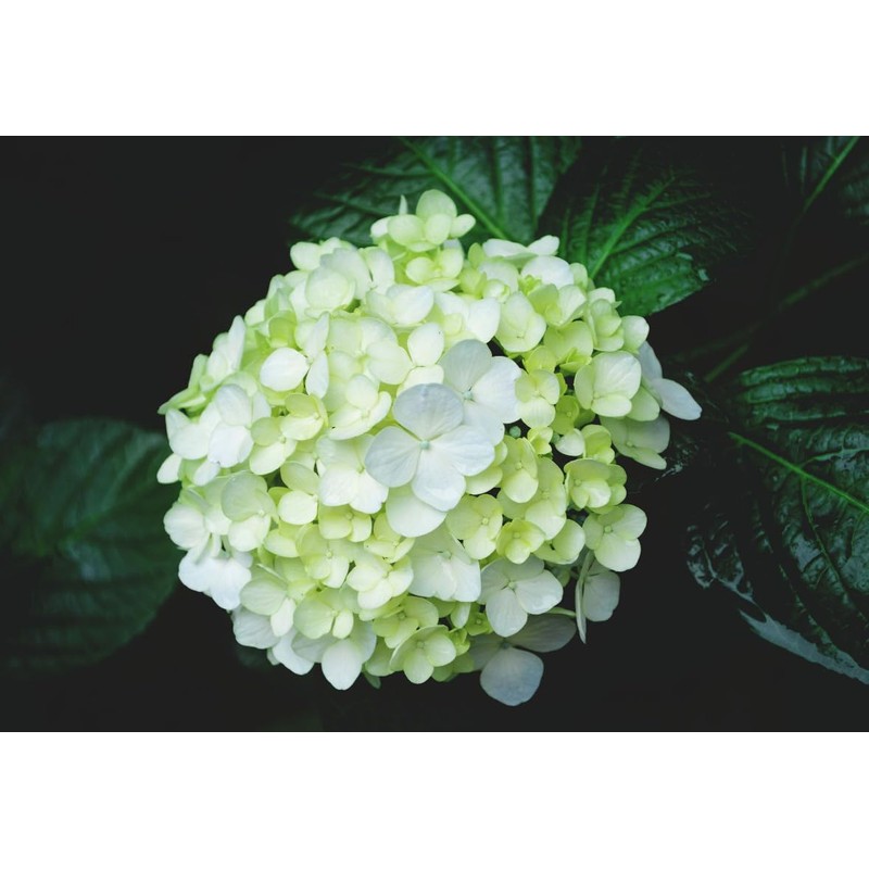 Mixed Hydrangea Flowers Seeds Flower Rare Exotic Ball Bloom Germination