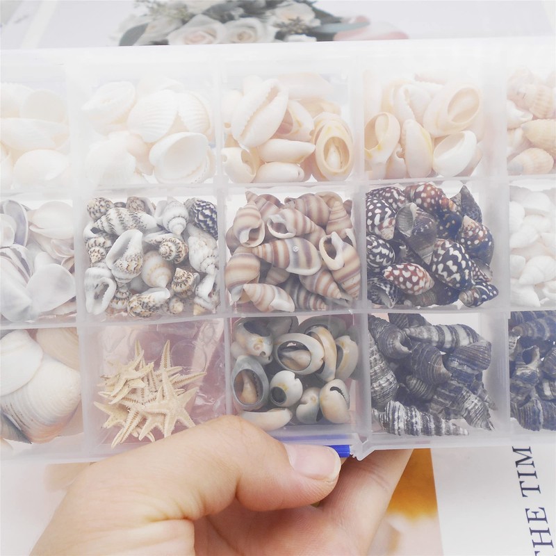 GraceAngie 1 Box 400pcs Small Tiny Sea Shells Mixed 0.7"-1.2"