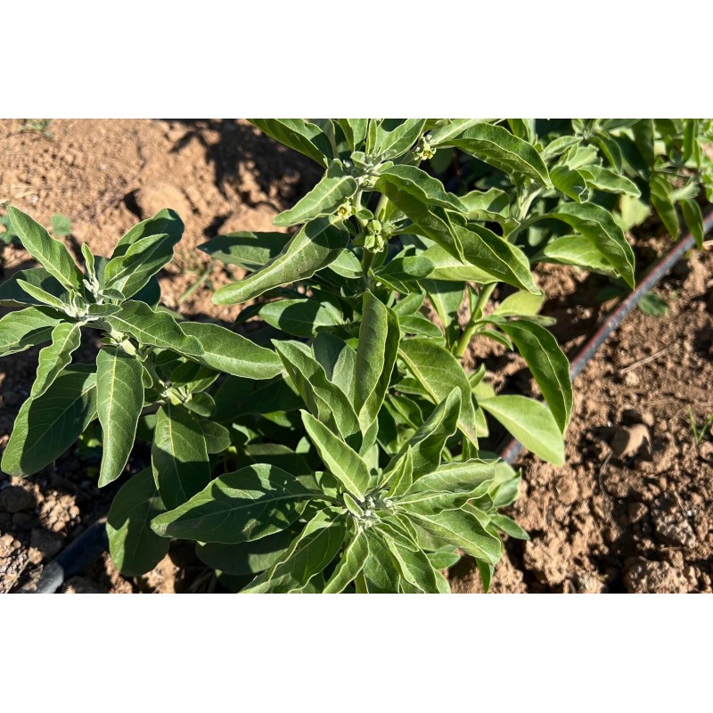 Plant Good Seed Ashwagandha Seeds, Certified Organic - Indian Ginseng