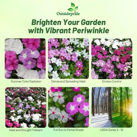 Outsidepride Summer Breeze Mix Periwinkle Seeds for Planting – 100 Pcs Annual, Fast-Blooming, Heat & Drought Tolerant Vinca Flower Seeds with Vibrant Colors Ideal for Gardens, Beds & Containers