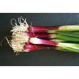 “Apache” Red Bunching Onion Seeds – aka Red Scallion or Salad Onion | Heirloom Seeds by Liliana's Garden |