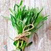 Eden Brothers Tarragon Seeds