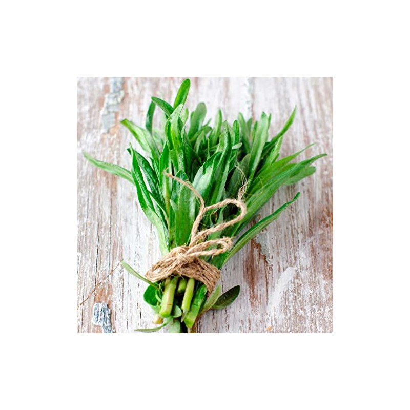 Eden Brothers Tarragon Seeds
