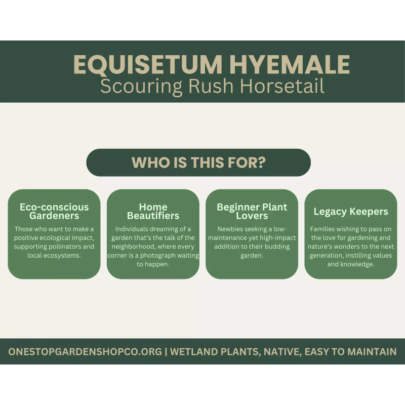 Equisetum hyemale | Scouring-rush Horsetail | Bareroot | Ancient |