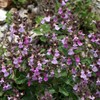 Outsidepride Germander Herb Seeds - 500 Pcs Perennial, 18-Inch Tall,