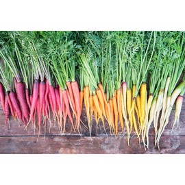 Rainbow Blend Carrot Seeds – 500+ Heirloom Non-GMO Seeds, Colorful Varieties, by Isla’s Garden Seeds, Perfect for Home Vegetable Gardens, Fresh and Vibrant Harvest, Great Gift
