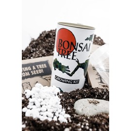 Bonsai Tree Grow Kit | Japanese Black Pine | White Design | The Jonsteen Company