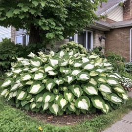 100 Hosta Seeds for Planting, Jardin Perennial Lily Flower, White Lace Variegated Foliage, Shade-Loving Plant for Pots & Garden Landscaping (White & Green Leaves)