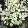 Outsidepride Arenaria Montana Ground Cover Seeds - 2000 Seeds