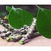 Herbal Magic's Pure & Natural Giloy Powder, for Super Smoothies,