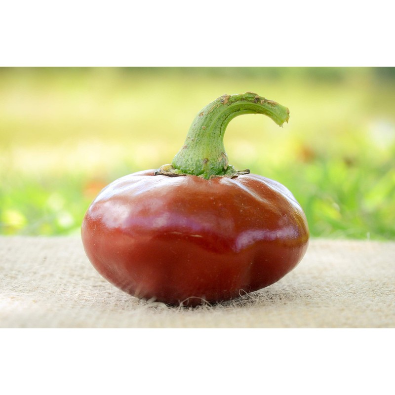 Nora Basque Heirloom Pepper Premium Seeds for Planting Packet +