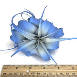 XL Xerographica Colored Air Plant, Live Tillandsia House Plant, Easy Care Indoor Outdoor, Great Gift, Healthy Arrival Guaranteed (Sky Blue)