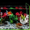 Hiceeden 6 Pack Aquatic Plant Cup with 2 Suction Cup,