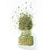 Whole Thyme Leaves, Non-GMO, Freshly Packaged in Resealable Bag (4