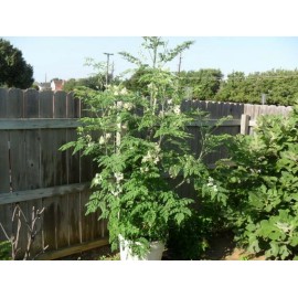 Buy Rare Seeds Moringa oleifera PKM1 | Drumstick & Horseradish & Benzoil Tree | 5_Seeds