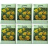 (6 Pack) 250 mg/Package Evening Primrose Heirloom Variety Seeds