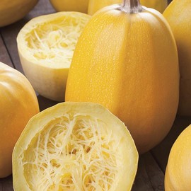 TomorrowSeeds - Yellow Spaghetti Squash Seeds - 90+ Count - for 2025 Planting Vegetable USA Garden Fall Winter Pumpkin Gourd Italian Non-GMO Grow Your Own Home Farm Patio Healthy Sustainable Living