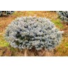 Conifer Kingdom Picea pungens 'Glauca Globosa' - Colorado Spruce *Live