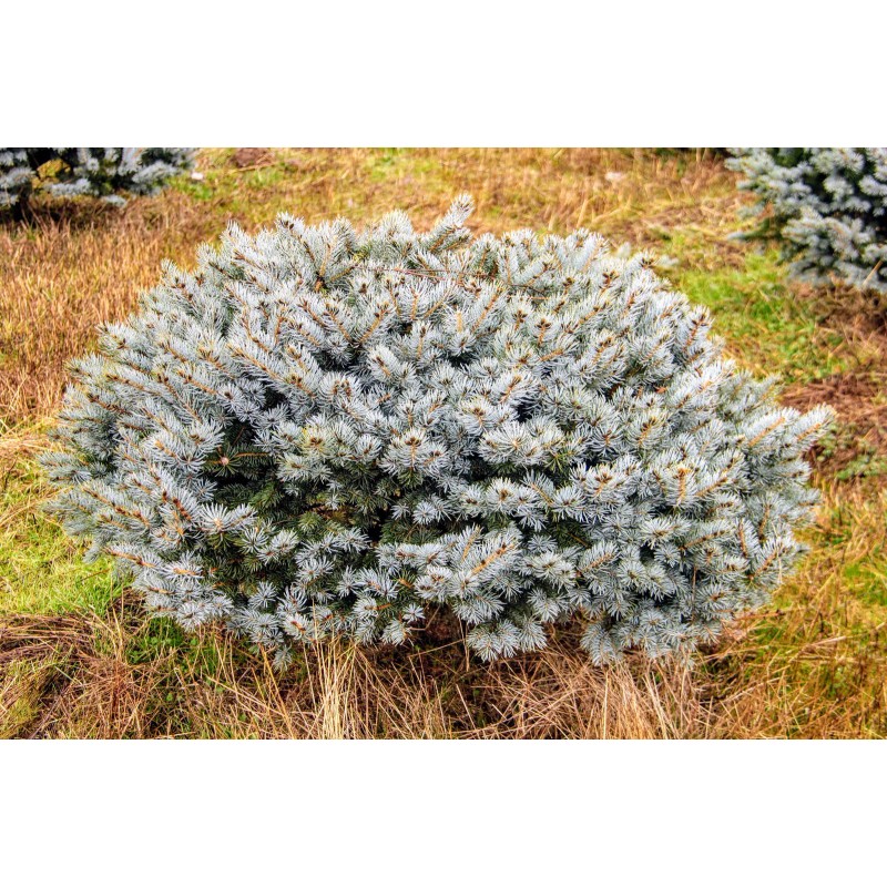 Conifer Kingdom Picea pungens 'Glauca Globosa' - Colorado Spruce *Live