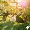 ReaVET Breeding Aid Eggs in Net Pack of 25 -