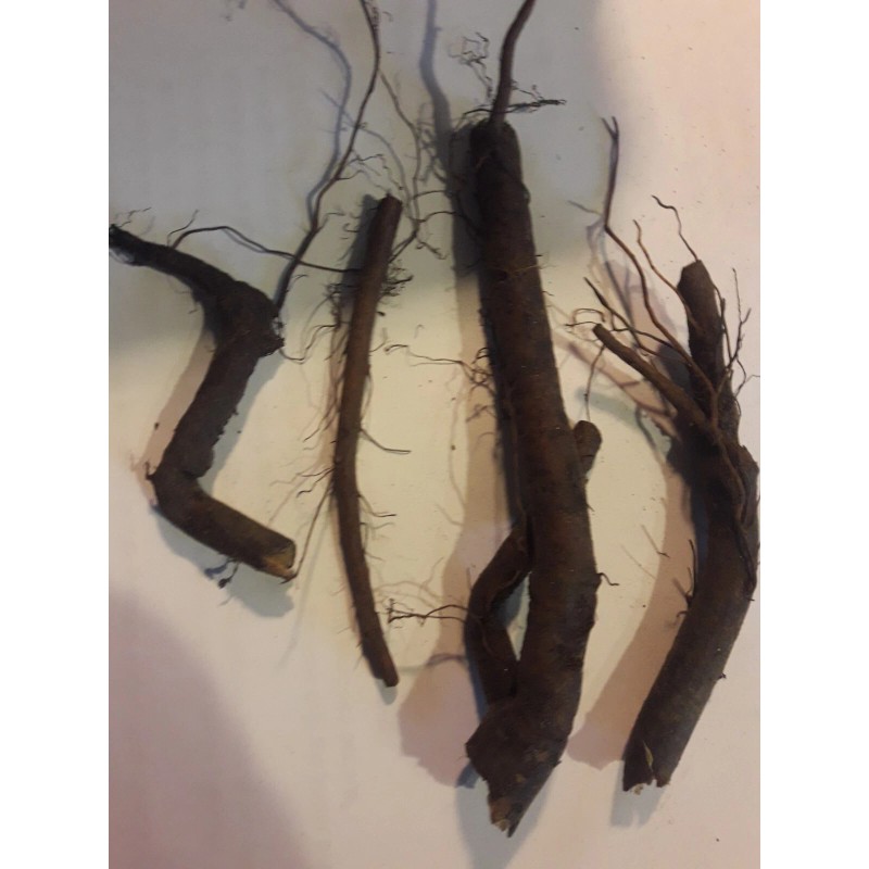 Roots Comfrey root cuttings LIVE 4 3 to 4" live