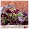 Everwilde Farms - 1 Oz Red Russian Kale Seeds -