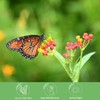 American Plant Exchange Live Milkweed Plant, Host for Monarch Butterflies,