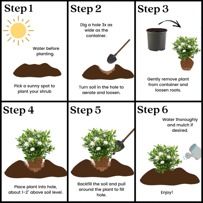 1 Gallon Gardenia August Beauty Shrub