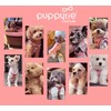 Puppytie No Pull XXS Puppy Harness with Multifunction Dog Leash,Soft