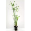 Unbranded Live Umbrella Palm Tropical Aquatic Marginal Pond/Bog Plant -