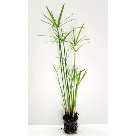 Unbranded Live Umbrella Palm Tropical Aquatic Marginal Pond/Bog Plant - Buy 2 Get 1 Free - 2'' Net Pot
