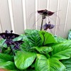 5 Seeds Black Bat Orchid Flower Seeds | Tacca chantrieri