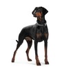 HUNTER Rambo Genuine Cow Leather Collar, 55/41 x 49 cm,