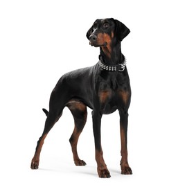 HUNTER Rambo Genuine Cow Leather Collar, 55/41 x 49 cm, X-Small, Black/Nappa Black