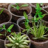 OUPSAUI OUPSAUI 21 Pack 3.5/5/6 Inch Clear Nursery Pots for
