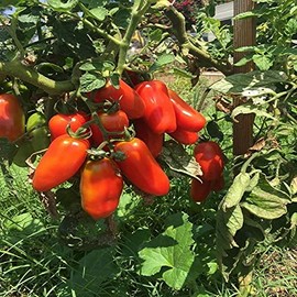 250 San Marzano Tomato Seeds (Great for Canning Sauces) - Determinate - Non-GMO - Always Fresh Seeds! - Planting Seeds for Home Vegetable Garden