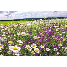 4SEASONS10 - Country Summer Daisies Landscape LIKE CITY LIGHTS - - A FOUR SEASONS Fantastic Postcard from HibiscusExpress