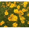 Lanced Leaf Coreopsis Seeds - 1000 Seeds - 36" Tall