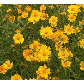 Lanced Leaf Coreopsis Seeds - 1000 Seeds - 36" Tall