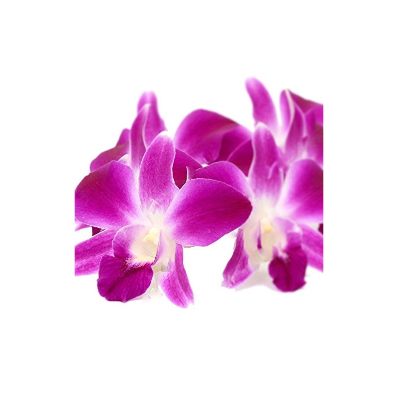 Fresh Loose Purple Dendrobium Orchid Blossoms 50 ct.