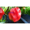 Congo Red Trinidad Hot Pepper 10+ Seeds