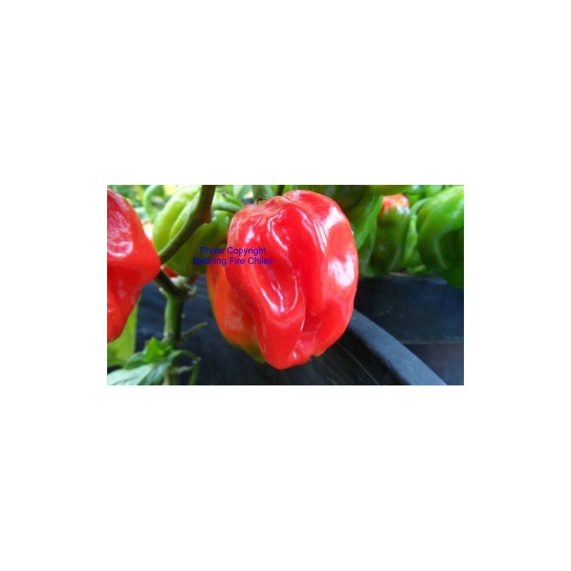Congo Red Trinidad Hot Pepper 10+ Seeds